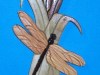 dragonfly-and-cattails-001