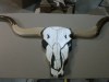 Cow Skull 002